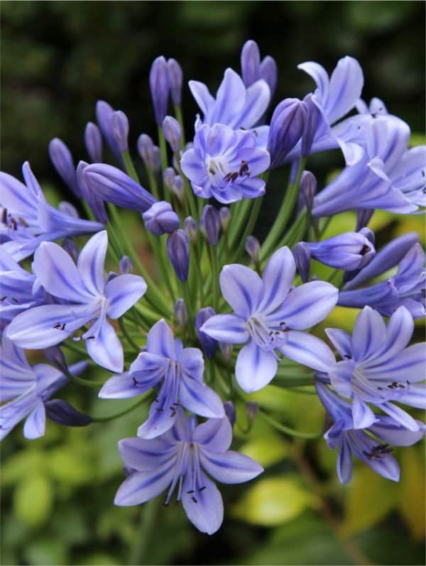 Szerelemvirág Agapanthus sunfield