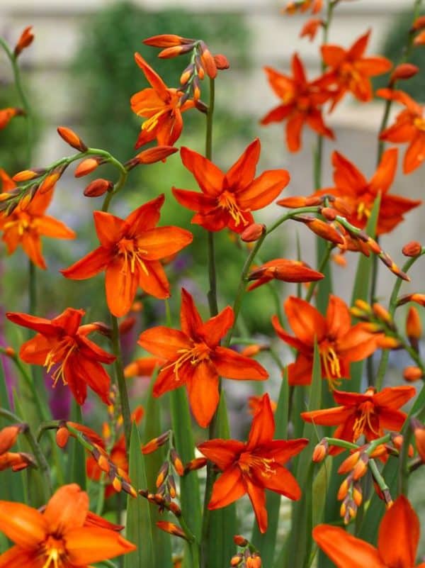 Crocosmia babylon sáfrányfű