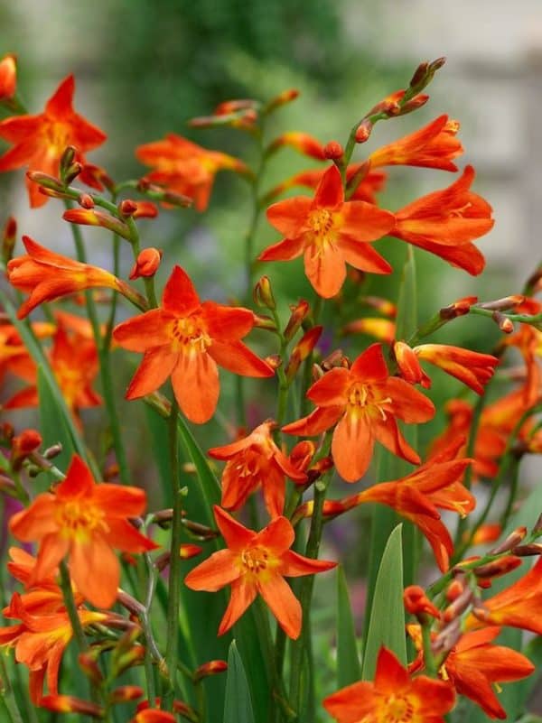 Crocosmia carmine brilliant