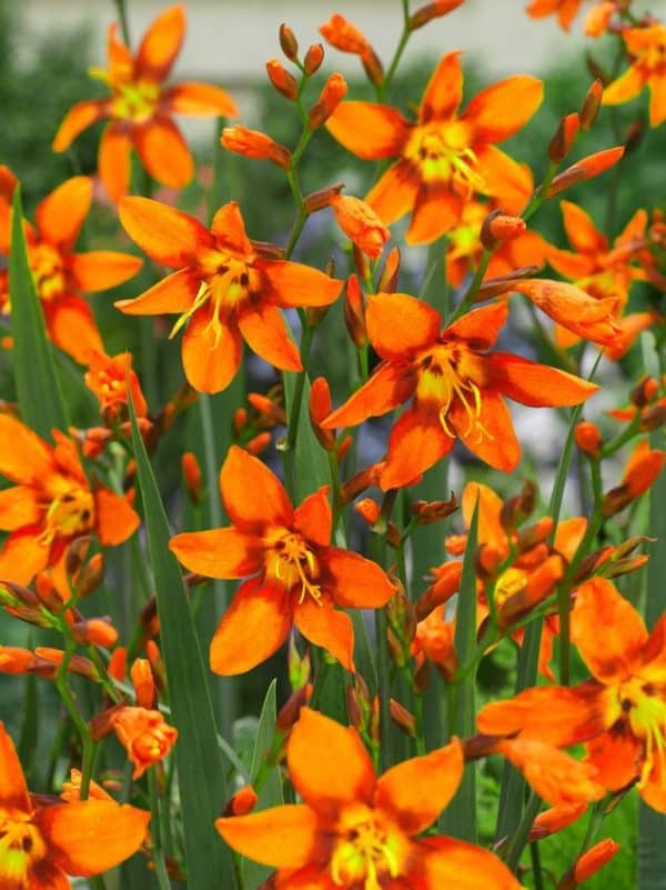 Crocosmia Emily McKenzie
