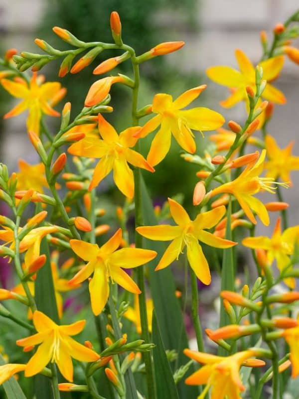 Crocosmia george davidson