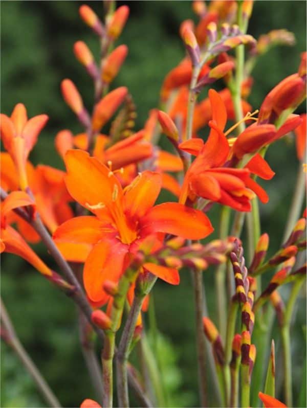 Crocosmia masonorum orange Crocosmia masonorum orange