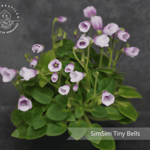 SimSim Tiny Bells