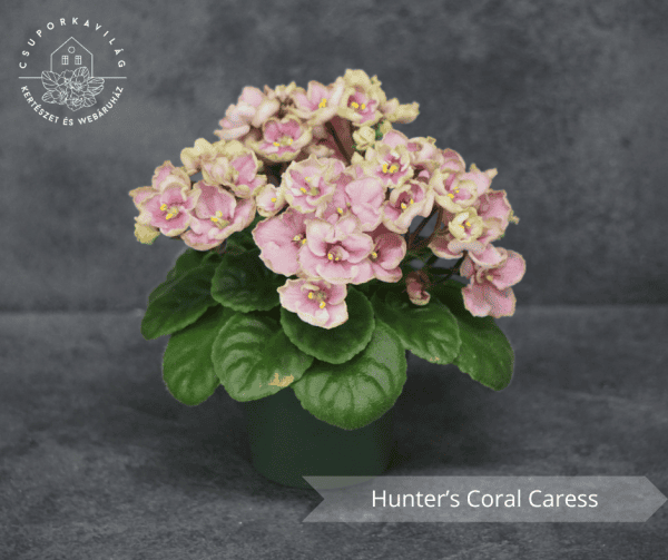 Hunter’s Coral Caress