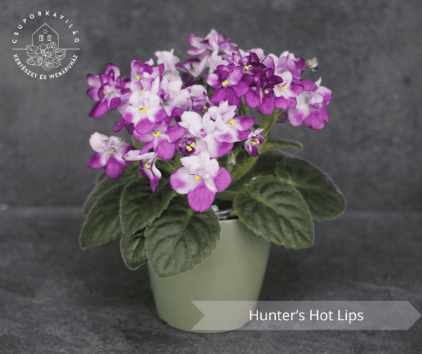 Hunter's Hot Lips fokföldi ibolya sarj