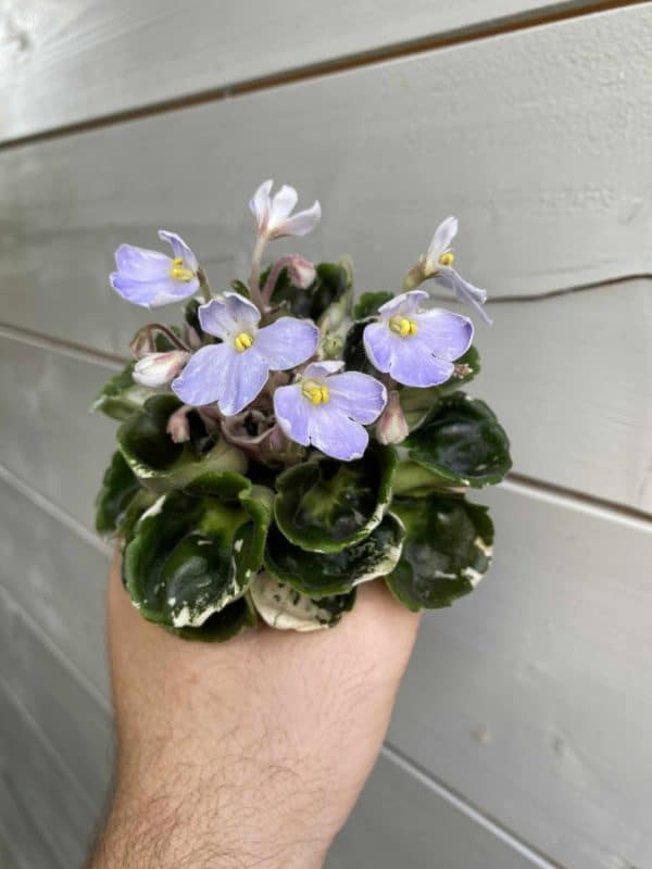 N-Kantri N-Kantri / Н-Кантри fokföldi ibolya sarj