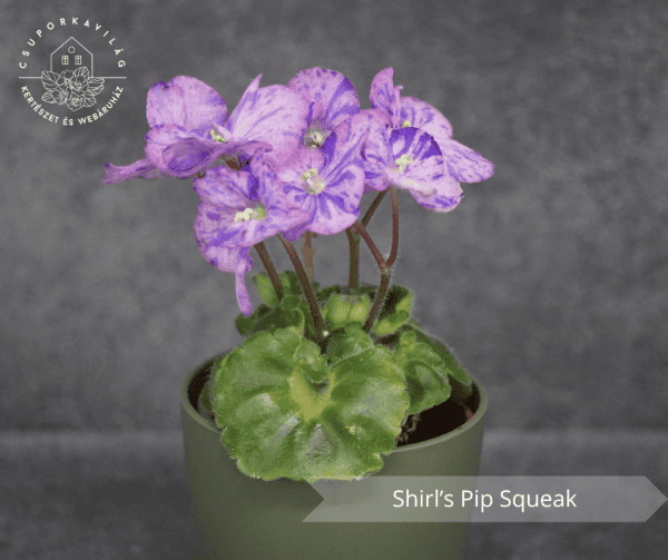 Shirl’s Pip Squeak