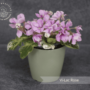 Vi-Lac Rose fokföldi ibolya sarj