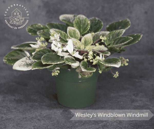 Wesley's Windblown Windmill