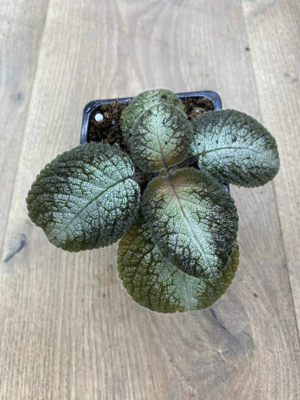 Episcia Grey Lady
