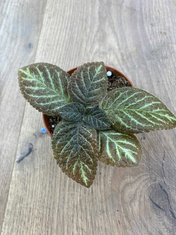 Episcia Ronnie Episcia Ronnie
