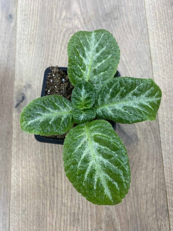 Episcia Yellow Mist
