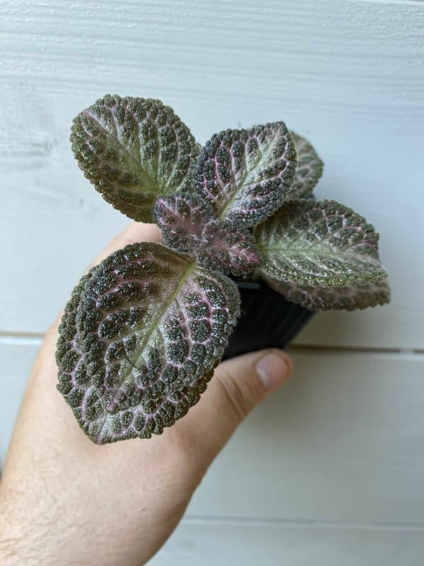Episcia Pink Acajou