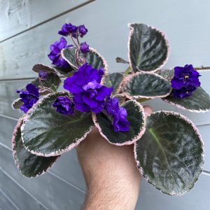 Dodger's Blue Ripple