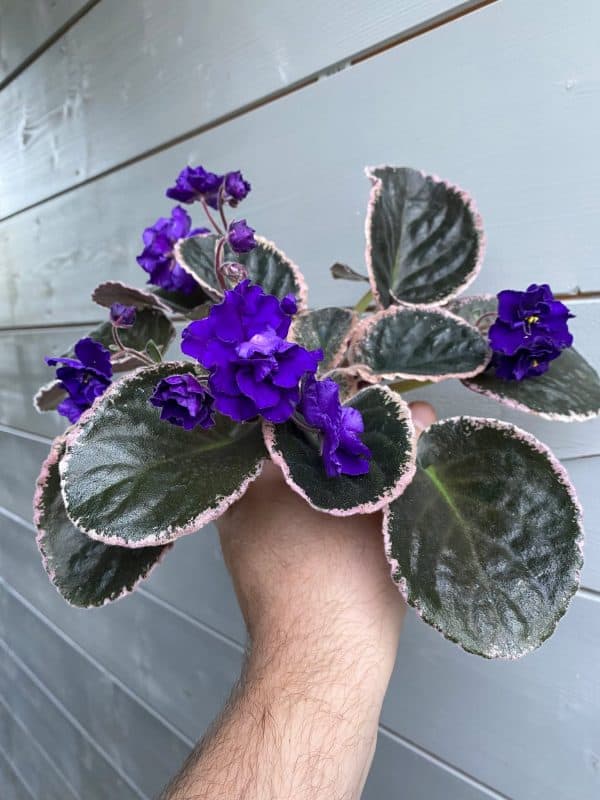 Dodger's Blue Ripple