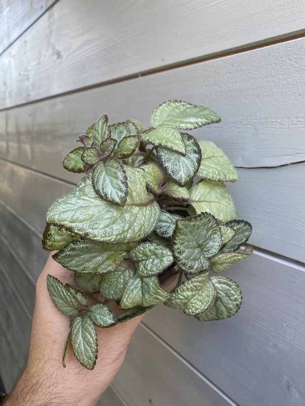 Episcia MoonLight Episcia Moon Light