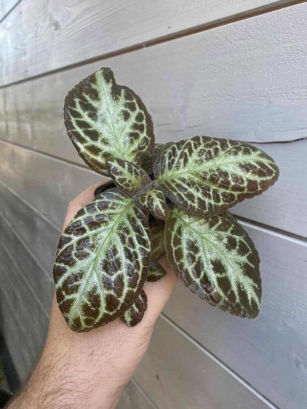Episcia Rajskie Kushi
