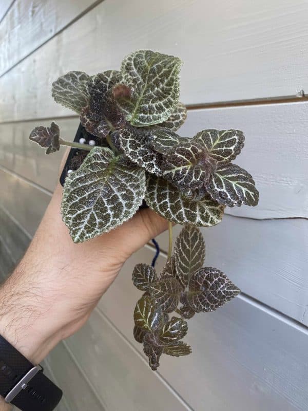 Episcia Tiger Stripes