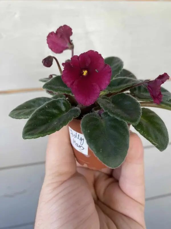 Jolly Mars fokföldi ibolya levél