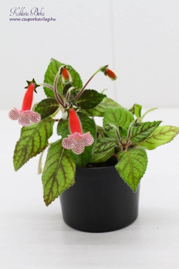 Kohleria Birka rizóma