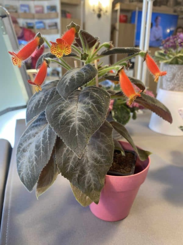 Kohleria Silver Feather rizóma