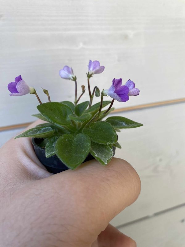 LE-Muskari / ЛЕ-Мускари fokföldi ibolya sarj