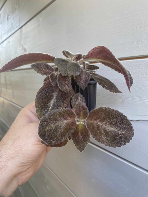 Episcia Chocolate Velour (Árnyékcsuporka)
