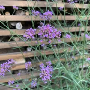 Ernyős verbéna - Verbena bonariensis (50 mag)