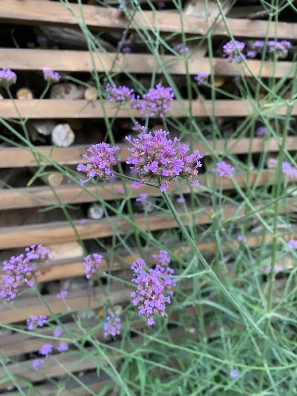 Ernyős verbéna - Verbena bonariensis (50 mag)