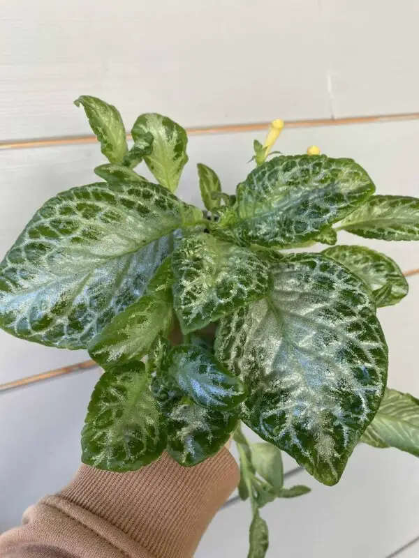 Episcia My Precious