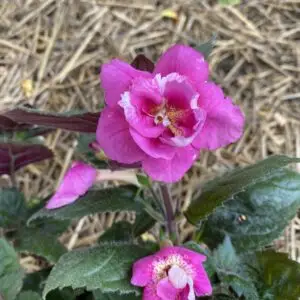 Achimenantha Star Tracker