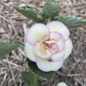 Brid's Miroslava Nikic