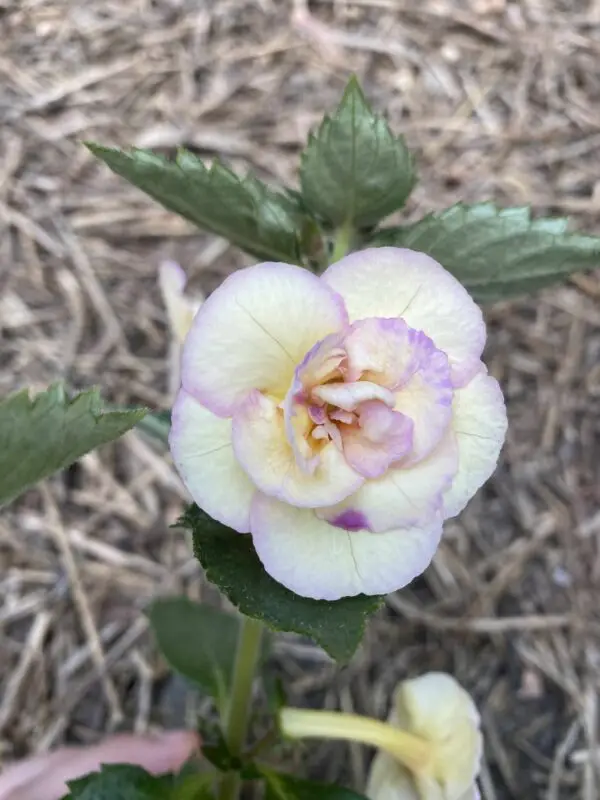 Brid's Miroslava Nikic