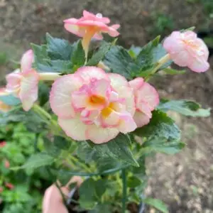 Acimenes SRG's Giselle