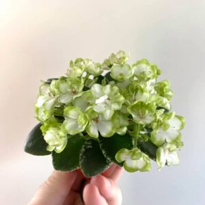 N-Zelenyj Chaj / Н-Зеленый Чай fokföldi ibolya levél
