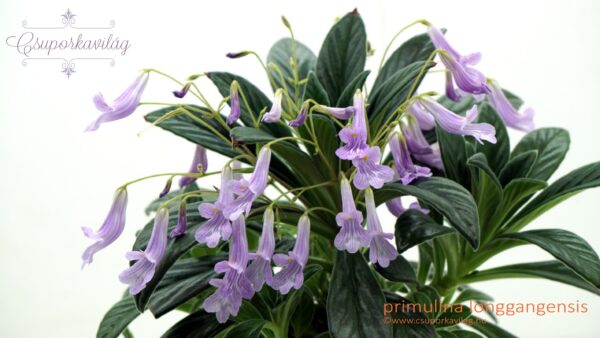 Primulina longgangensis sarj