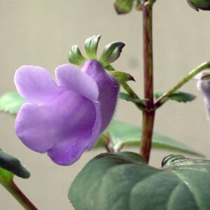 Gloxinia perennis rizóma