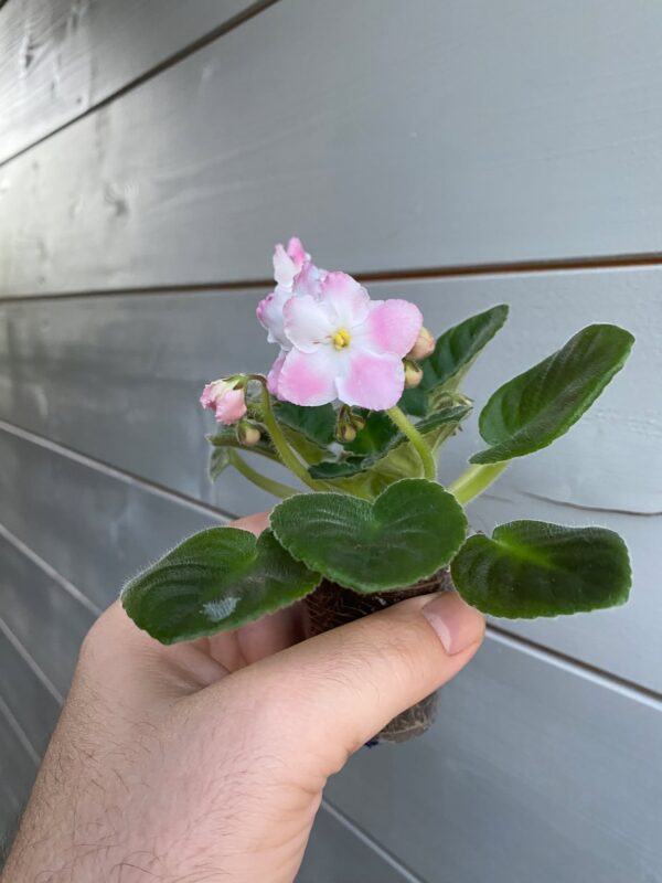 RUD-Nizhnist na Lodonyakh fokföldi ibolya