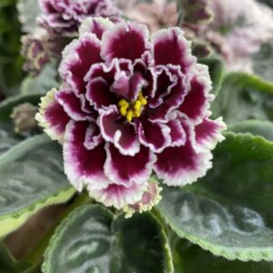 LE-Madzhenta	/ ЛЕ-Маджента fokföldi ibolya sarj (kis méretű)