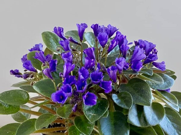 Vallarta Campanas Moradas fokföldi ibolya levél