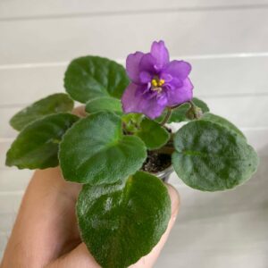 KV 07-14 fokföldi ibolya sarj