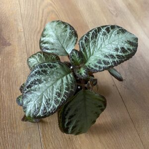 Episcia Silver Sheen