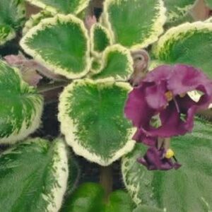 TS 8-21 fokföldi ibolya sarj