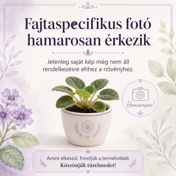 Rebel's Splatter Kake fokföldi ibolya sarj
