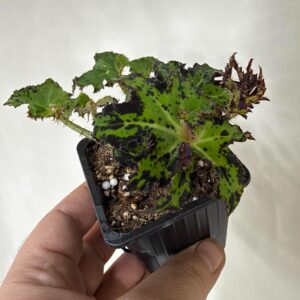 Begonia Sea Urchin