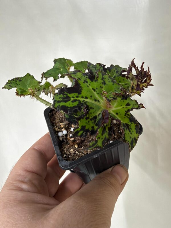 Begonia Sea Urchin
